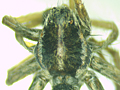 Pardosa palustris